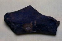 藏品(鯨肋骨化石)的圖片